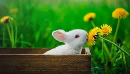 开运体育-中国篮球联赛球队战术创新及实战应用，篮球团队战术